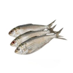 Hilsha Baliq (1kg)