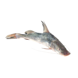 Catfish "Lasso" (Ayre, 500g)