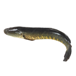 Snakehead "Lasso" (SHOIL, 500g)