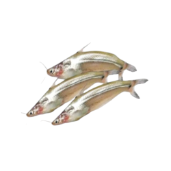 Catfish "Lasso" (BATASHI, 250g)