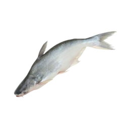 Catfish "Mirae" (PANGUSH, 1kg)